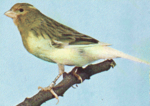 Roller_canary